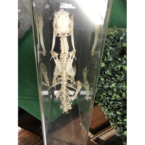 378 - CASED SKELETON OF A HARE