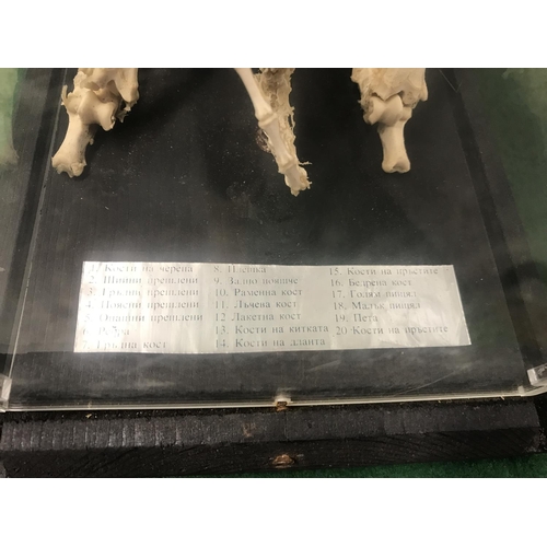 378 - CASED SKELETON OF A HARE