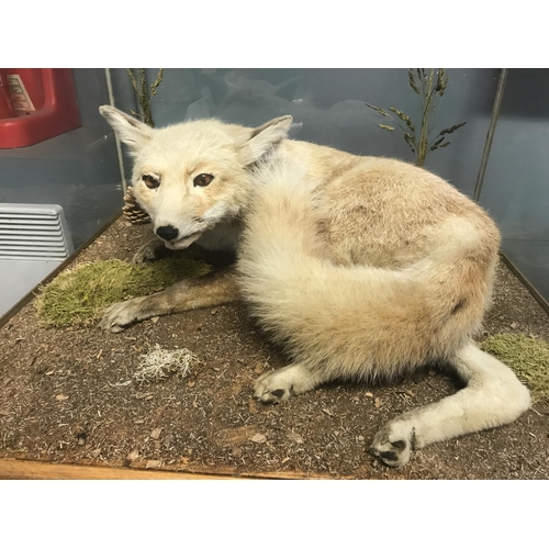 532 - CASED TAXIDERMY FOX - PRE 1940 - COLLECTION ONLY OR ARRANGE OWN COURIER