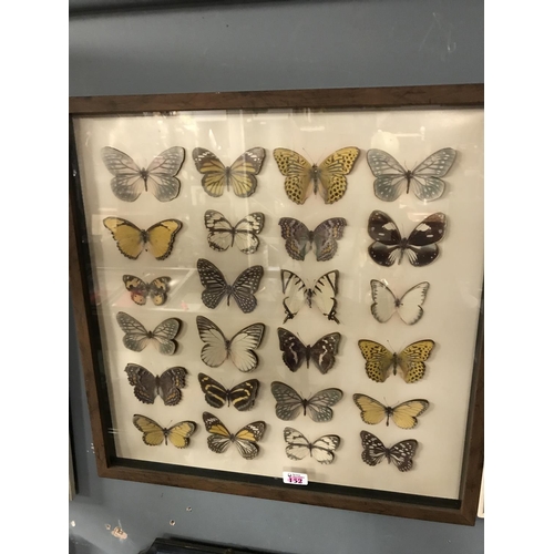 152 - LARGE FRAMED & GLAZED PICTURE MADE OF PAPER BUTTERFLIES 24