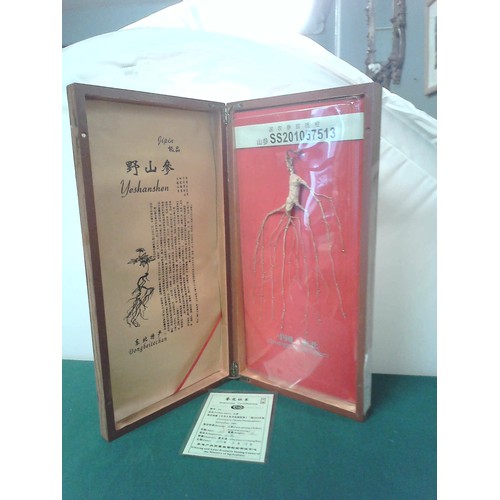 163 - BOXED JAPANESE GINSING ROOT