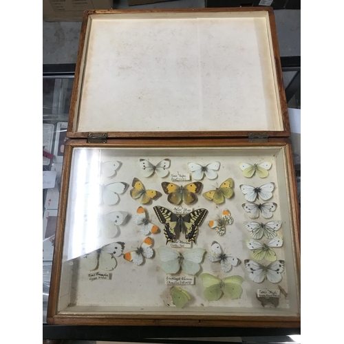 189 - VINTAGE CASED BUTTERFLY DISPLAY