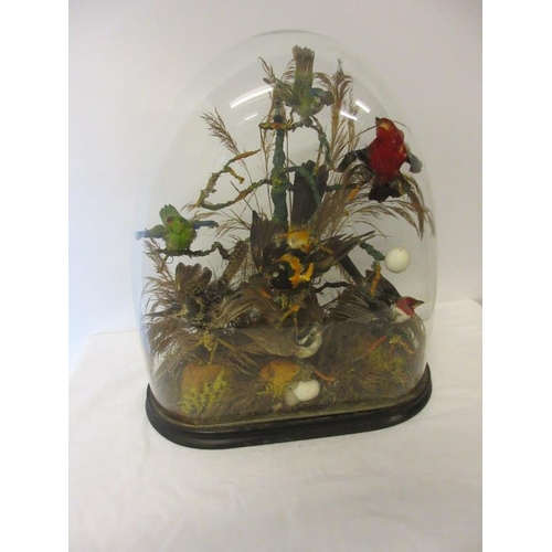 71 - Victorian glass dome housing stuffed birds. Height of dome 55cm approx.