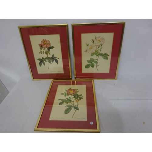 81 - Three framed flower pictures.