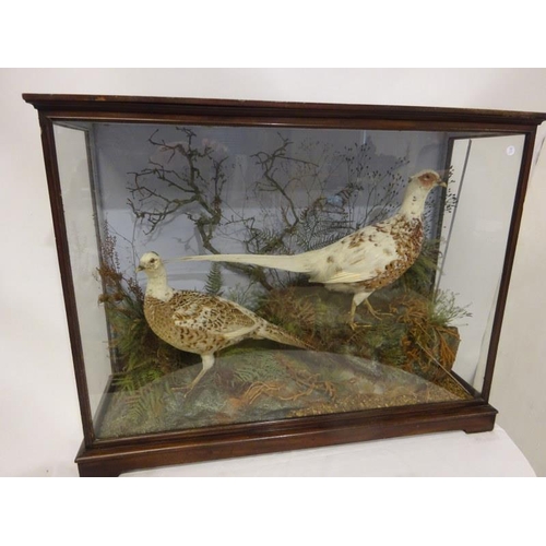 116 - A fine pair of stuffed white pheasants housed in mahogany display case. W. 100cm, H. 75cm, D. 35cm a... 