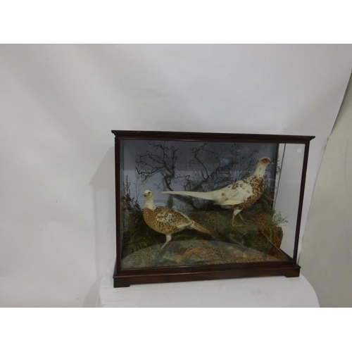 116 - A fine pair of stuffed white pheasants housed in mahogany display case. W. 100cm, H. 75cm, D. 35cm a... 