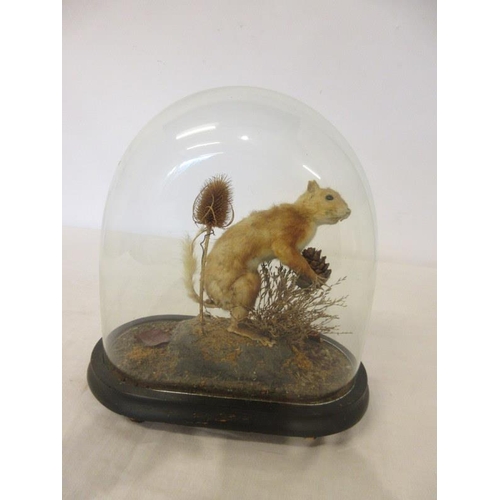 357 - Stuffed squirrel under glass dome.