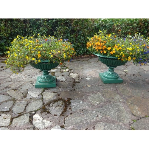 251 - A pair of cast iron taza deign garden urns on square bases.