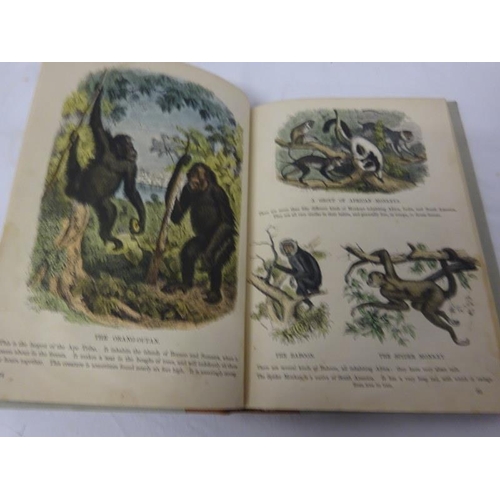 213 - A Picture book of Natural History for Young People, London 1858.