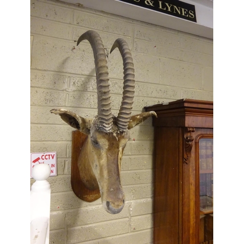 102 - Sable Antelope,
Nyasaland,
November 1912.