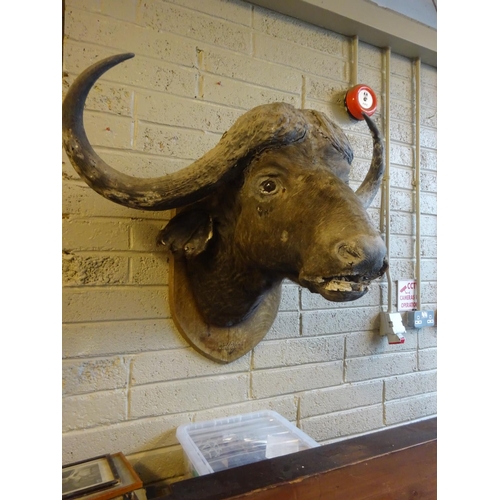 103 - Large stuffed buffalo head, 
Nyasaland, 1912.