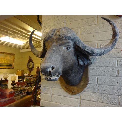 103 - Large stuffed buffalo head, 
Nyasaland, 1912.