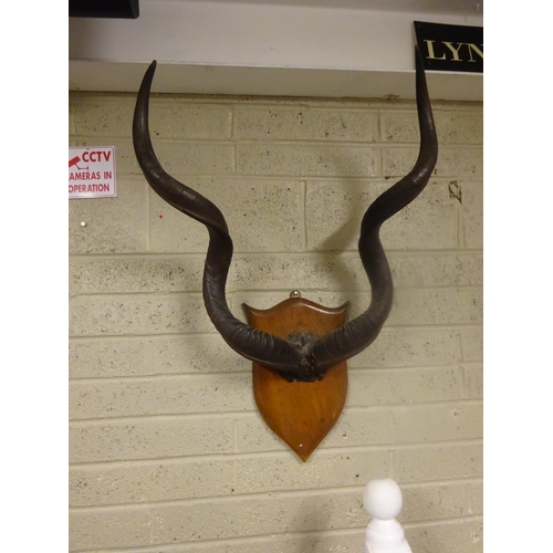 98 - Fine African antelope horns mounted on a shield shaped plaque.