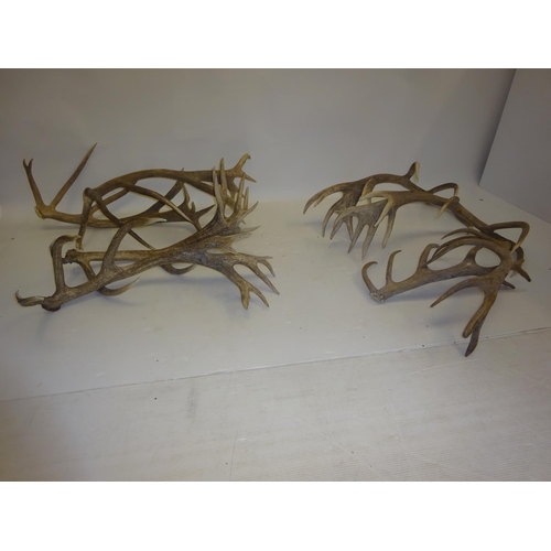 9 - A quantity of antlers.