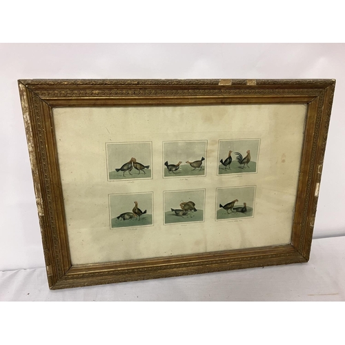 25 - Framed print, Cock fighting.