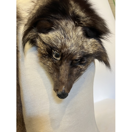 119 - A silver fox pelt.