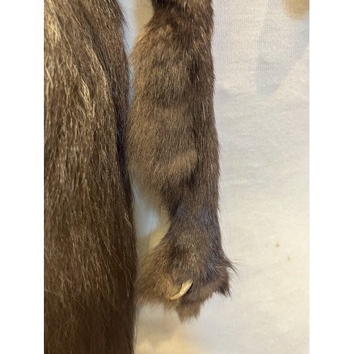 119 - A silver fox pelt.