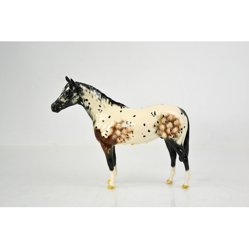 145 - A Beswick porcelain Appaloosa Stallion, together with the original box and labels underside, 19cm hi... 