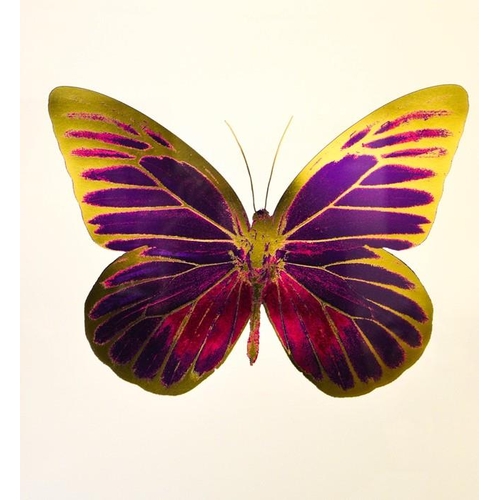 57 - Damien Hirst, foil block print on white, limited edition 5/15, butterfly, signed by the artist in pe... 