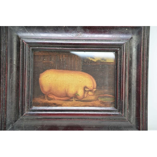 427 - An oliograph, English naive school portrait of a pig in a sty, oil on board.