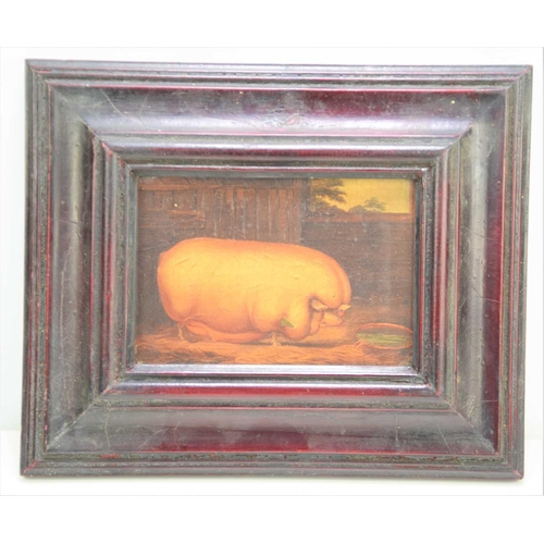 427 - An oliograph, English naive school portrait of a pig in a sty, oil on board.