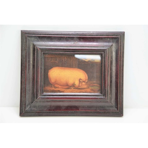 427 - An oliograph, English naive school portrait of a pig in a sty, oil on board.