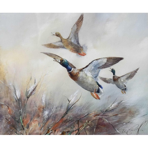 105 - E. Powell (Worcester porcelain artist) a pair of watercolours, ducks in flight, signed, 28 by 23cm.