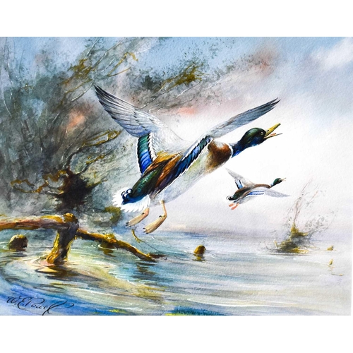 105 - E. Powell (Worcester porcelain artist) a pair of watercolours, ducks in flight, signed, 28 by 23cm.