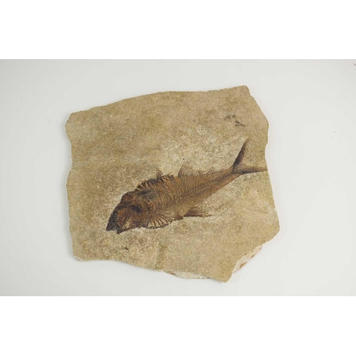 307 - An ancient fish fossil reputedly found in South Dakota in 1960 by Paeontologist Leon Theisen, 23cm b... 