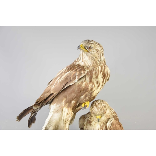 485 - Taxidermy: A pair of rough legged buzzards perched on a faux rock ledge, 88cm total height.