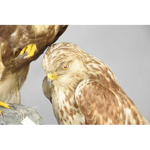 485 - Taxidermy: A pair of rough legged buzzards perched on a faux rock ledge, 88cm total height.