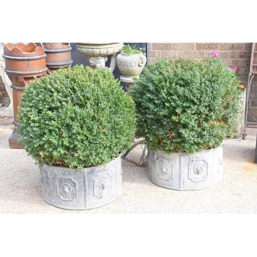 632 - A pair of country house lead planters, containing mature topiary buxus sempervirens balls, the circu... 