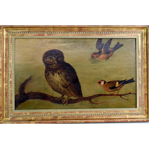 448 - Early 19th century Dutch school, oil on board depicting an owl and two finches perched on branches, ... 