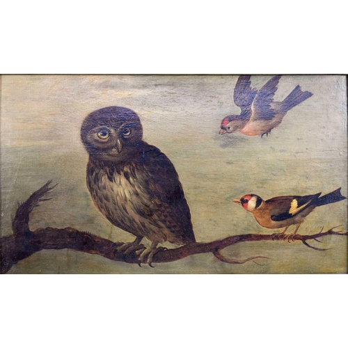 448 - Early 19th century Dutch school, oil on board depicting an owl and two finches perched on branches, ... 