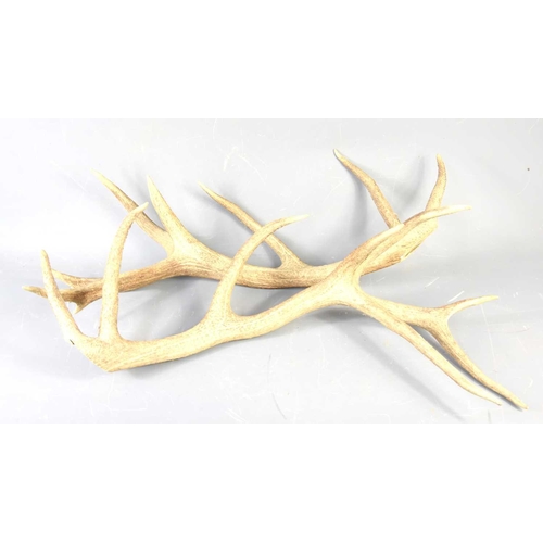 537 - A pair of stag deer antlers, 80cm.