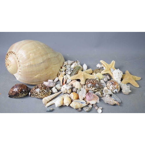 236 - A collection of shells including cowrie shells, star-fish, sea-urchins and a large conch shell.