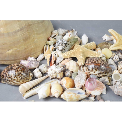 236 - A collection of shells including cowrie shells, star-fish, sea-urchins and a large conch shell.