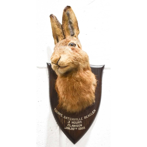 183 - P Spicer & Sons of Leamington taxidermy hare mask, Thorpe Satchville Beagles, 3 Hours, Clawson, Janu... 