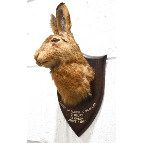 183 - P Spicer & Sons of Leamington taxidermy hare mask, Thorpe Satchville Beagles, 3 Hours, Clawson, Janu... 