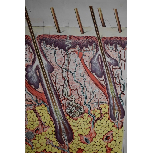 32 - A vintage anatomical chart of 'The Skin', published on linen by Adam Rouilly & Co Ltd, 18 Fitzroy St... 