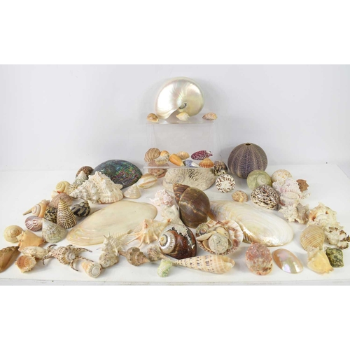 113 - A collection of sea shells to include Abalone, Mother of Pearl, Murex Trapa, Cornish sea urchin, Leo... 