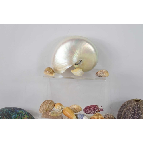 113 - A collection of sea shells to include Abalone, Mother of Pearl, Murex Trapa, Cornish sea urchin, Leo... 