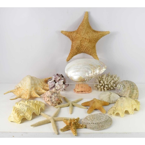 114 - A collection of sea shells, coral and barnacles to include white coral, starfish, disc coral, spider... 