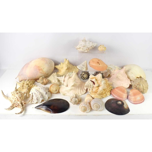 158 - A collection of sea shells to include Conch, Black Murex, Harpago, Mejillon and others.