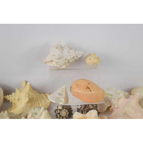 158 - A collection of sea shells to include Conch, Black Murex, Harpago, Mejillon and others.