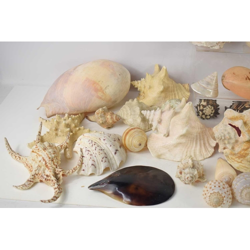 158 - A collection of sea shells to include Conch, Black Murex, Harpago, Mejillon and others.