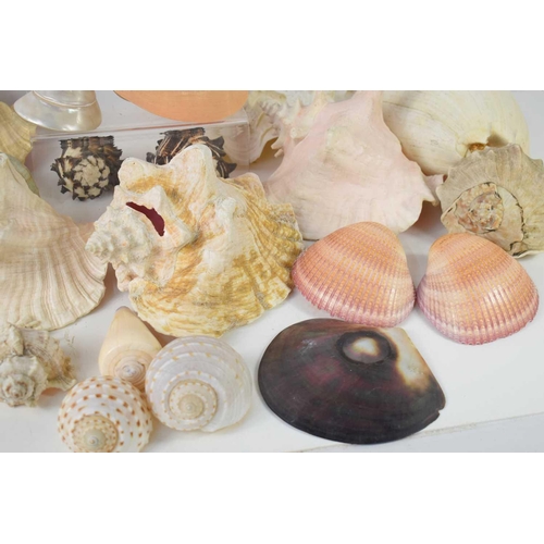 158 - A collection of sea shells to include Conch, Black Murex, Harpago, Mejillon and others.