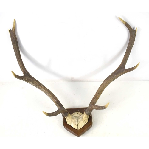 334 - An eight point stag antler with skull cap, mounted on an oak shield, total width 68cm.