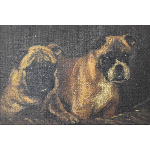 386 - An early 20th century study of Boxer dogs, possible indistinct signature lower left, oil on canvas, ... 