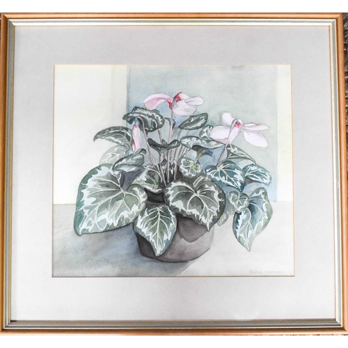 42 - Robin Teesdale (20th Century British): Cyclamen in bloom, an interior still life, watercolour, signe... 